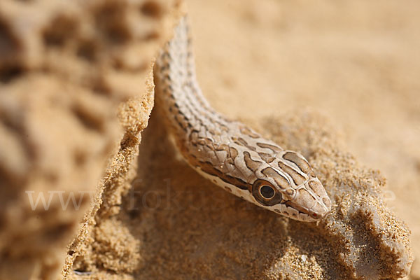 Sandrennnatter (Psammophis schokari)