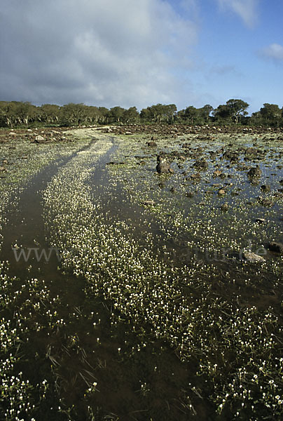 Sardinien (Sardinien)