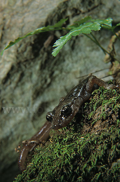 Sardischer Höhlensalamander (Speleomantes genei)