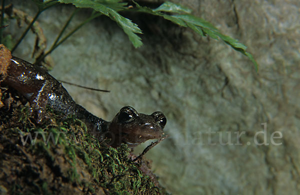 Sardischer Höhlensalamander (Speleomantes genei)