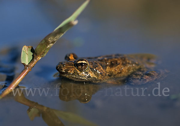 Sardischer Scheibenzüngler (Discoglossus sardus)