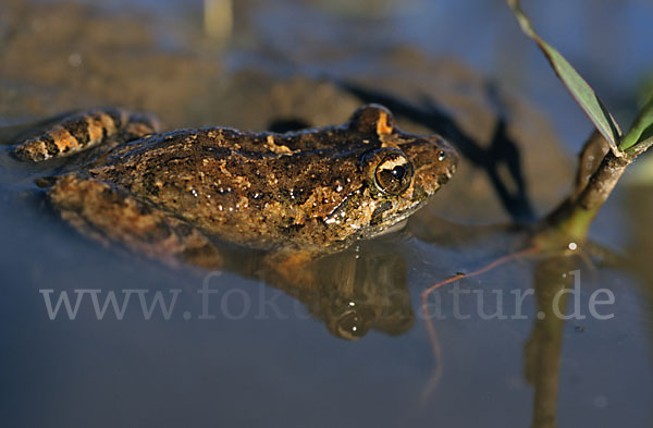 Sardischer Scheibenzüngler (Discoglossus sardus)