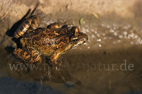 Sardischer Scheibenzüngler (Discoglossus sardus)