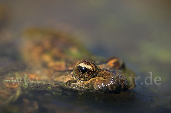 Sardischer Scheibenzüngler (Discoglossus sardus)