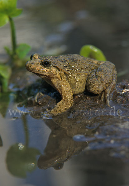 Sardischer Scheibenzüngler (Discoglossus sardus)