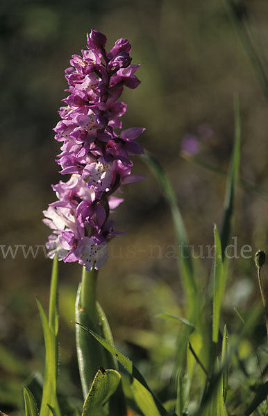 Sardisches Manns-Knabenkraut (Orchis mascula ssp. ichnusae)