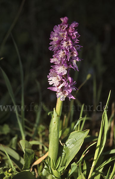 Sardisches Manns-Knabenkraut (Orchis mascula ssp. ichnusae)