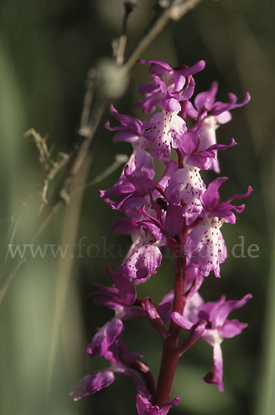 Sardisches Manns-Knabenkraut (Orchis mascula ssp. ichnusae)