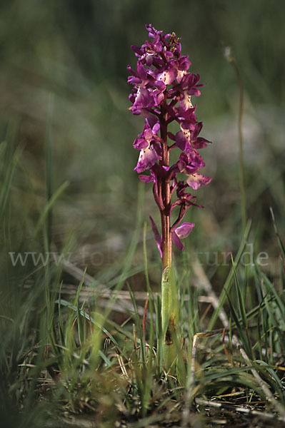 Sardisches Manns-Knabenkraut (Orchis mascula ssp. ichnusae)