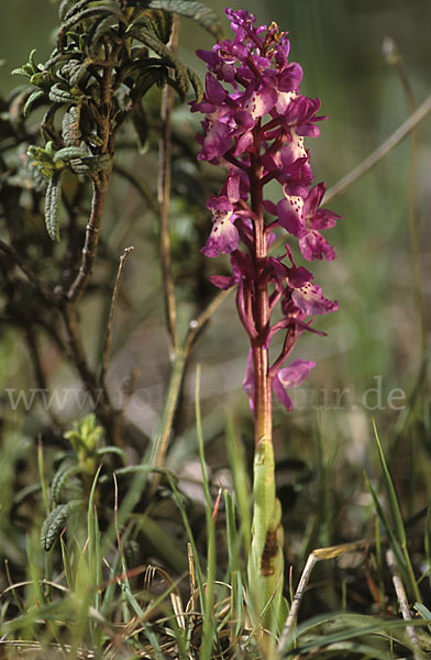 Sardisches Manns-Knabenkraut (Orchis mascula ssp. ichnusae)