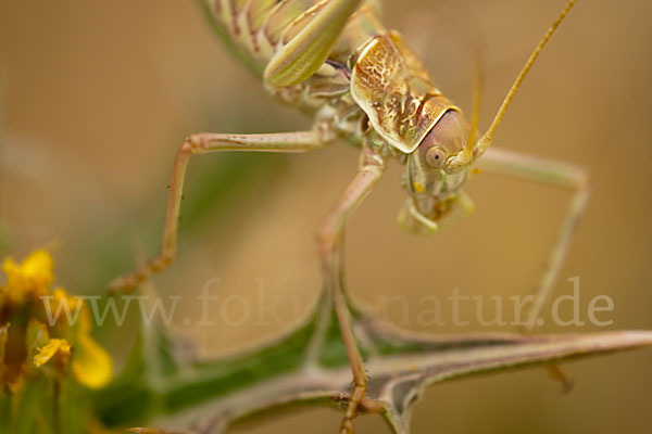 Sattelschrecke spec. (Steropleurus brunneri)