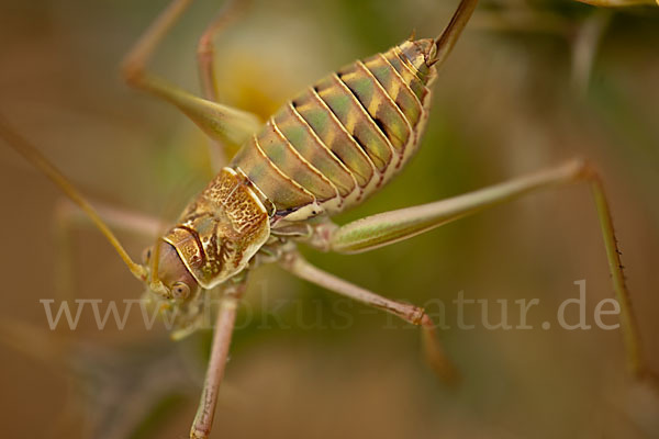 Sattelschrecke spec. (Steropleurus brunneri)