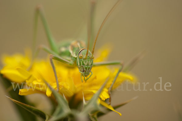 Sattelschrecke spec. (Steropleurus brunneri)