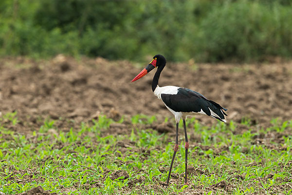 Sattelstorch (Ephippiorhynchus senegalensis)