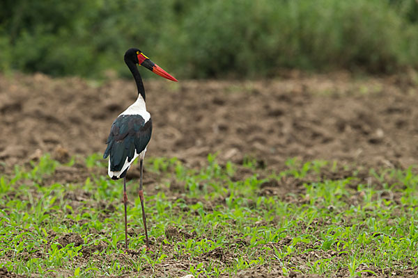 Sattelstorch (Ephippiorhynchus senegalensis)