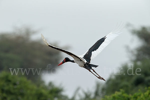 Sattelstorch (Ephippiorhynchus senegalensis)