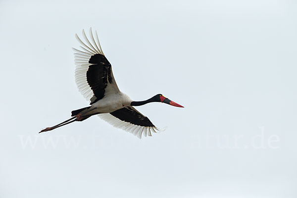 Sattelstorch (Ephippiorhynchus senegalensis)