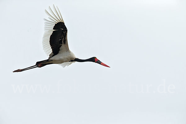 Sattelstorch (Ephippiorhynchus senegalensis)