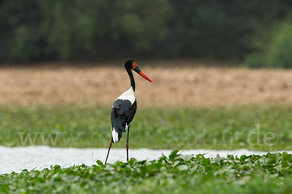 Sattelstorch (Ephippiorhynchus senegalensis)