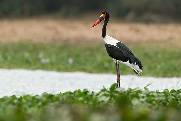 Sattelstorch (Ephippiorhynchus senegalensis)