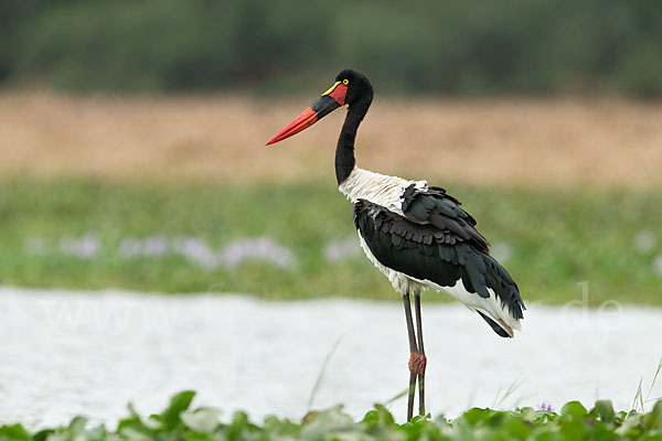 Sattelstorch (Ephippiorhynchus senegalensis)