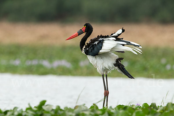 Sattelstorch (Ephippiorhynchus senegalensis)