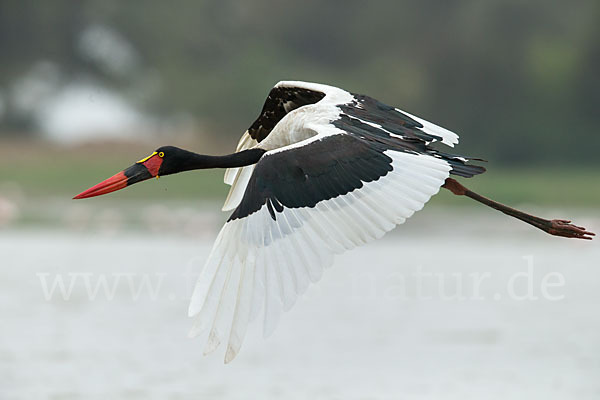 Sattelstorch (Ephippiorhynchus senegalensis)