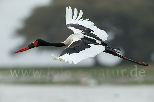 Sattelstorch (Ephippiorhynchus senegalensis)