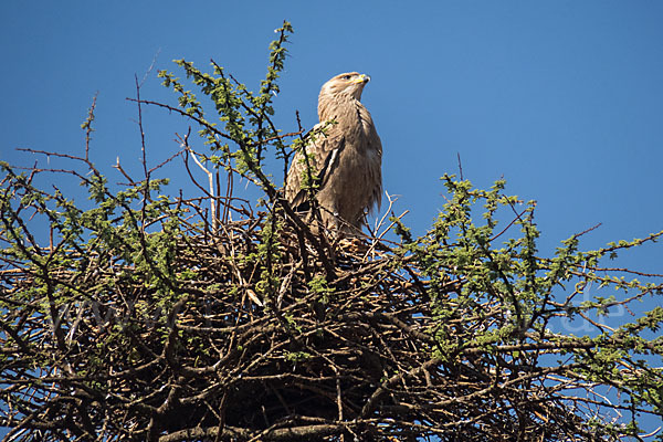 Savannenadler (Aquila rapax)