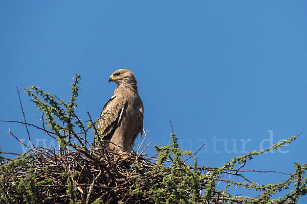 Savannenadler (Aquila rapax)