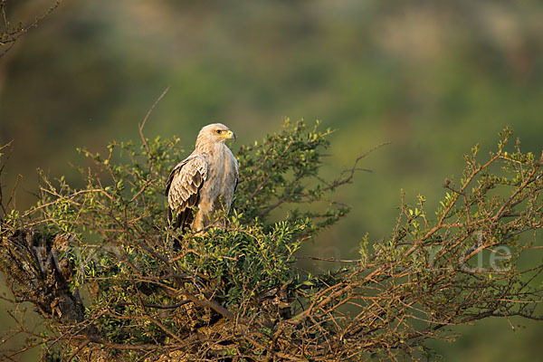 Savannenadler (Aquila rapax)