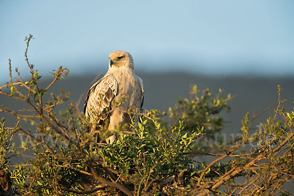 Savannenadler (Aquila rapax)