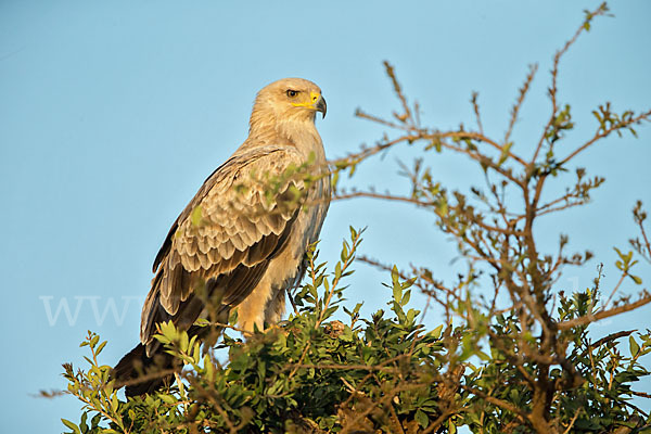 Savannenadler (Aquila rapax)