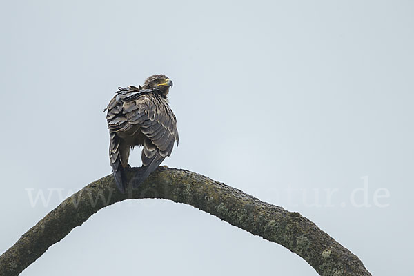 Savannenadler (Aquila rapax)