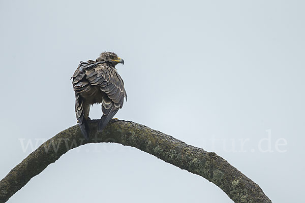 Savannenadler (Aquila rapax)