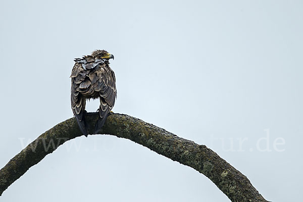 Savannenadler (Aquila rapax)