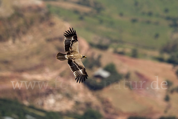 Savannenadler (Aquila rapax)