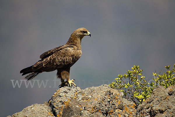 Savannenadler (Aquila rapax)