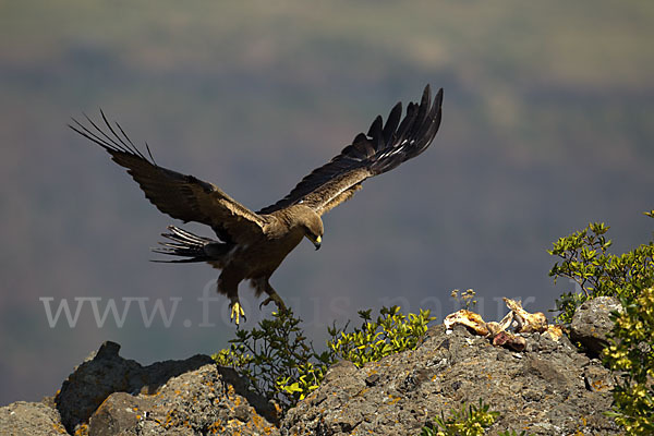 Savannenadler (Aquila rapax)