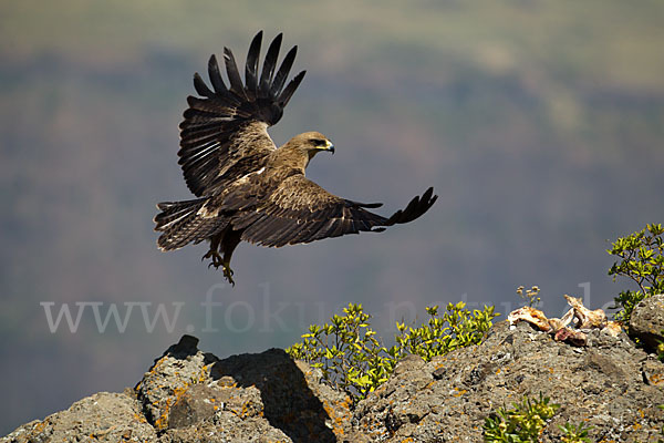 Savannenadler (Aquila rapax)