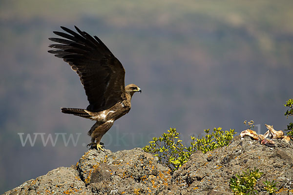 Savannenadler (Aquila rapax)