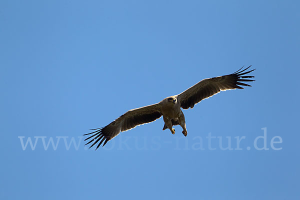 Savannenadler (Aquila rapax)