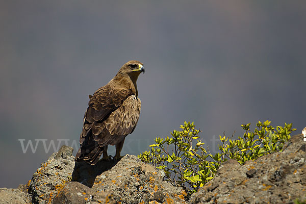 Savannenadler (Aquila rapax)