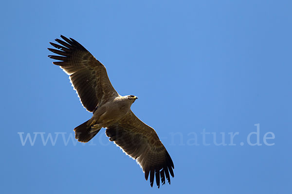 Savannenadler (Aquila rapax)