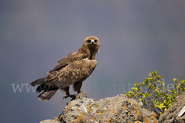 Savannenadler (Aquila rapax)