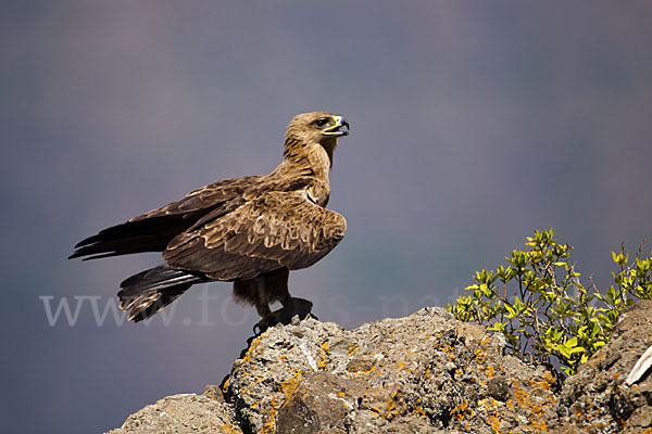 Savannenadler (Aquila rapax)