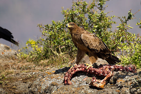 Savannenadler (Aquila rapax)