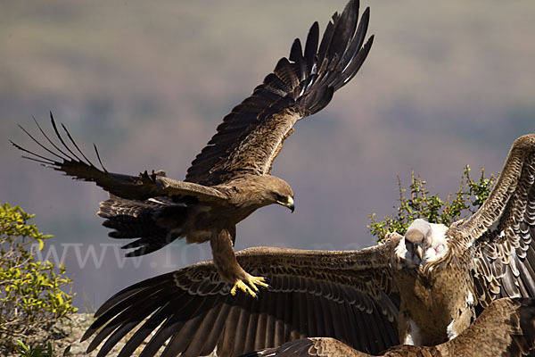 Savannenadler (Aquila rapax)