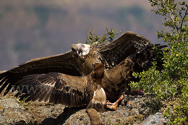 Savannenadler (Aquila rapax)