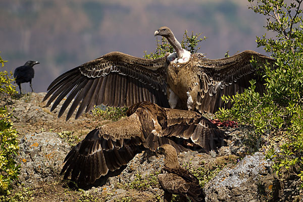 Savannenadler (Aquila rapax)